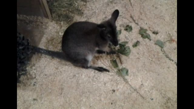 Контактный ЗООПАРК для ДЕТЕЙ смотреть онлайн