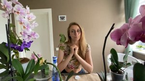 Орхидея отцвела, нужно ли срезать цветонос у орхидеии? Где и как срезать цветонос у фаленопсиса