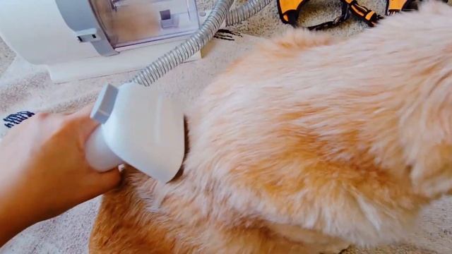 7 in 1 Pet Grooming Kit | Yiktol Pet Grooming Kit Review смотреть онлайн