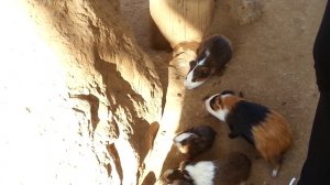 Lemurs. Tenerife .Лемуры. Тенерифе.