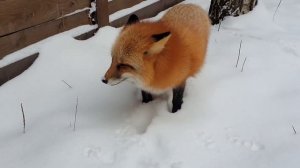 Ли Сяо / Alice the Fox Лиса Алиса (О пользе веника против укусов лисы)