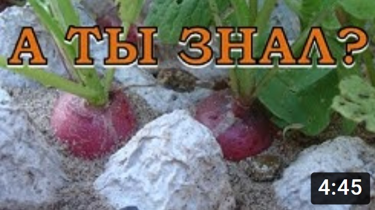 Выращивание редиса в кассетах. Пошаговая инструкция???