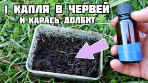 Если капнуть в червей каплю этого ароматизатора карась уловит запах за 400метров. Берите на заметку.