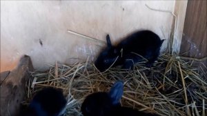 Кролиководство. Порода Советское Серебро или Полтавское Серебро. Серебристые кролики. Кролик Бройле