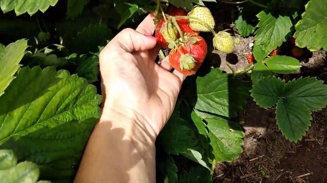 Клубника будет КРУПНОЙ если кормить её ПРАВИЛЬНО Ответы на вопросы