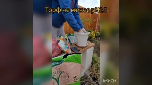 Посадка гортензии в горшок☺️☺️☺️#гортензия #саженцыроз rosebushes.ru