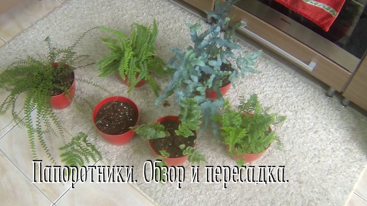 Комнатные цветы. Обзор и пересадка папоротников.