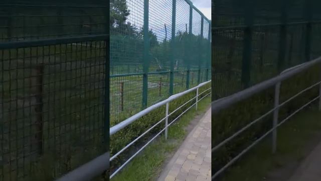 Белгородский зоопарк 2017 смотреть онлайн