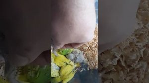 Птенцы волнистого попугая от 15 до 27 дней. Часть 2.