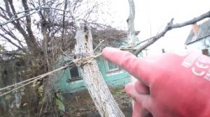 Валка дерева без пня (лебёдка)