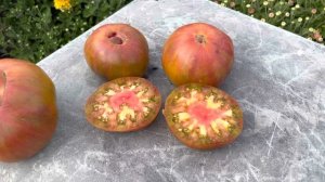 Томат БУРЫЙ МЕДВЕДЬ