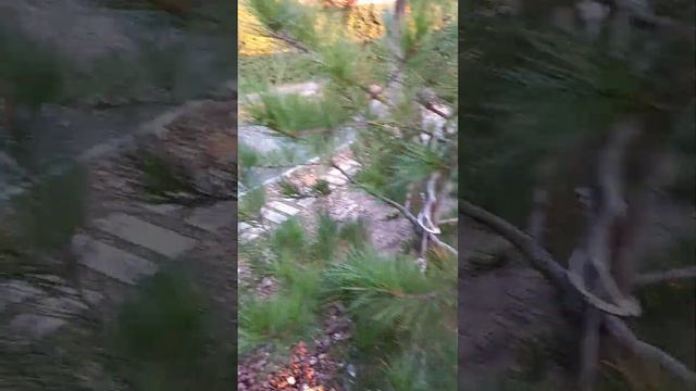 Японская петуния в саду камней. Трилоджи Сильвер. Блотч. смотреть онлайн