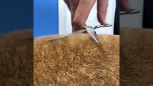 Стрижка мальтипу в Одессе