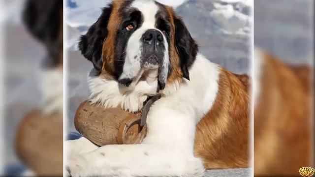 5 САМЫХ ДОБРЫХ ПОРОД СОБАК (Часть 2) смотреть онлайн