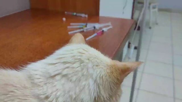 Скальпирована челюсть у котика. Апельсин и его история. смотреть онлайн