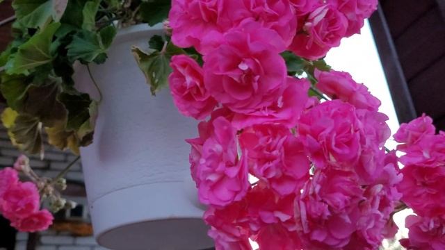 Пеларгония Ю Сакура. Первое цветение. Белая ночь.) смотреть онлайн