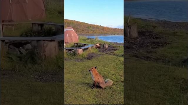 Какие животные любят общаться с гостями на Севере России? Полное видео по ссылке в 1-ом комментарии