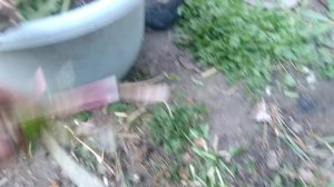 Не выкидывай эти корешки отдай их курам