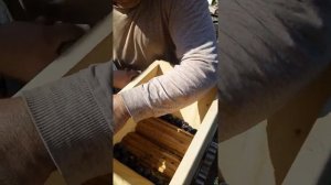 Давим ягоды тёрна на самодельной дробилке