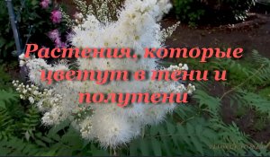 Растения, которые цветут в тени и полутени