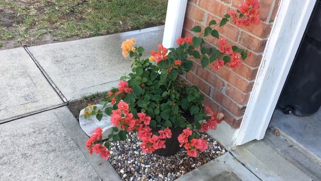 Mixed Bougainvillea June 2020 смотреть онлайн