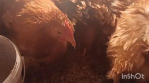 ЧЕМ КОРМЛЮ ЦЫПЛЯТ ЕСЛИ ДОРОГОЙ КОМБИКОРМ//НОВЫЕ ПОРОДЫ КУР//ИНДОУТКИ НА СОЛНЦЕ.