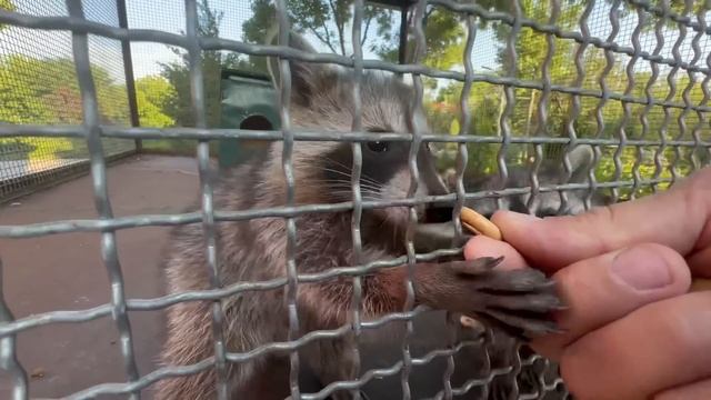 Степашка освоил новый вид передвижения на папе! Теперь Степашка елет РЮКЗАЧКОМ))) смотреть онлайн