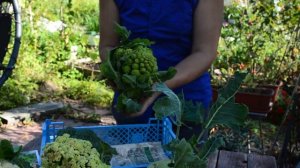 Сорта капусты: описание, уход