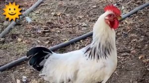 FUNNY CHICKEN DANCE 4 │ Chicken Song & Videos 2021 | Chicken Dance
