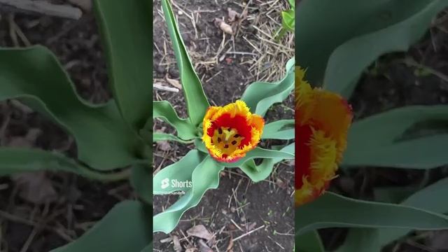 Бесконечное удовольствие #shorts смотреть онлайн