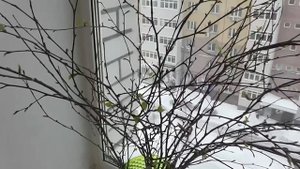 Листочки на ветках березы зимой / The leaves on the branches of a birch in winter