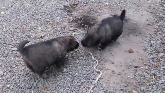 Кавказская овчарка щенки смотреть онлайн