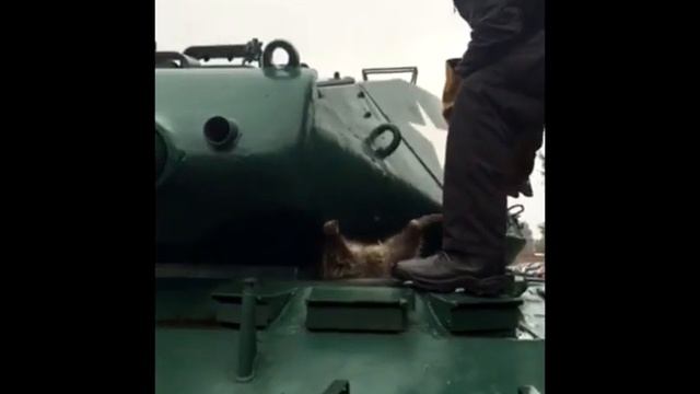 Упитанный енот застрял в танке