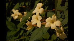 Завариваем ЖАСМИНОВЫЕ ПОЧКИ - элитный китайский зеленый байховый чай с цветами жасмина | Чайгород