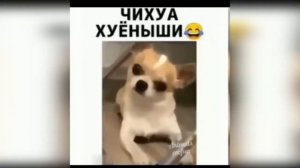 ПОДБОРКА КОТИКОВ ИЗ ТИК ТОК, ПРИКОЛЫ С ЖИВОТНЫМИ/TIK TOK ANIMALS FUNNY