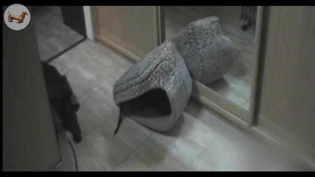 ? ? ? ^ ЧТО ЛУЧШЕ ОДНОЙ ТАКСЫ? ТОЛЬКО ТРИ ТАКСЫ! Наша прикольная ТАКСА :)) смотреть онлайн