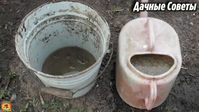 Подкормите этим МАЛИНУ весной чтобы ЯГОДА выросла КРУПНОЙ и СЛАДКОЙ Дачные секреты выращивания