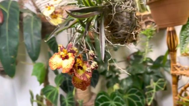 Cattleya mossiae, walkeriana и новинки в моей коллекции орхидей смотреть онлайн