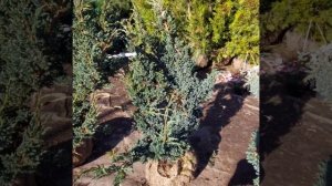 13 октября 2022. Можжевельник чешуйчатый