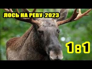 ЛОСЬ НА РЕВУ. ТЕПЕРЬ МЫ В РАСЧЕТЕ ...