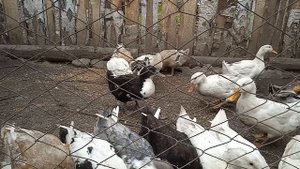Таких обжор я еще не видел
