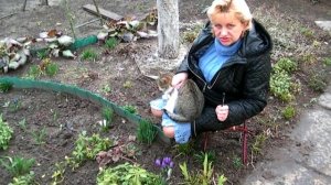 Крокусы луковичные цветы - выращивание, уход, размножение, выгонка к цветению