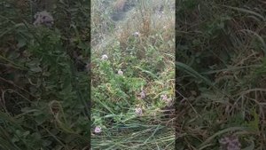 Душица,Материнка.Как в ыглядит, где растет...
