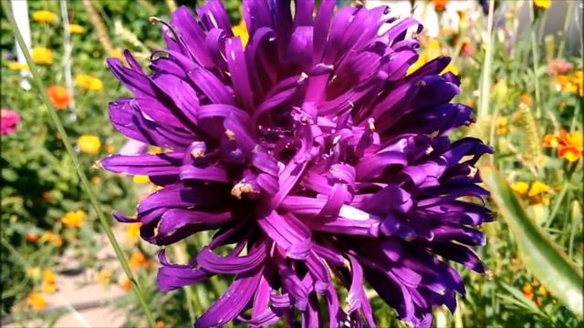 АСТРЫ.ВЫРАЩИВАНИЕ .ИЗ СЕМЯН ДО ЦВЕТЕНИЯ смотреть онлайн