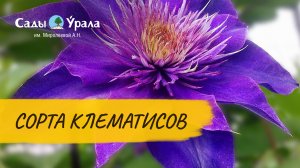 Клематисы. Обзор сортов. Посадка и уход