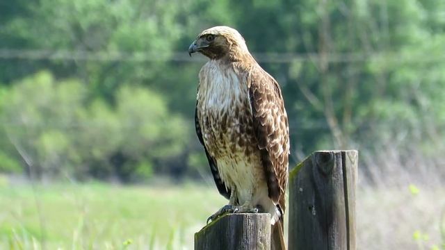 Grackle Versus Red Tailed Hawk смотреть онлайн
