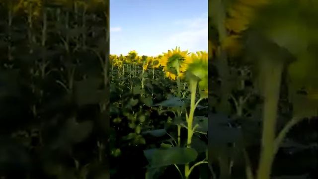 Подсолнух Марица. Стоит ли боятся. Вся правда о молдавском сорте.