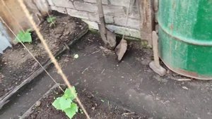 ПОДВЯЗАЛИ ОГУРЦЫ КУРАЖ ( ОГУРЦЫ В ОДИН СТВОЛ НА ТЁПЛЫХ ГРЯДКАХ В ТЕПЛИЦЕ У ЗАБОРА )