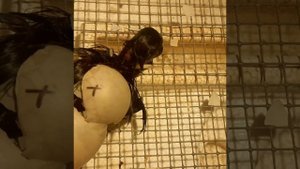 Вылупление утят🦆❤