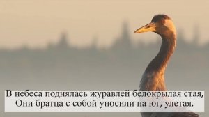 Далеко Журавли Улетели